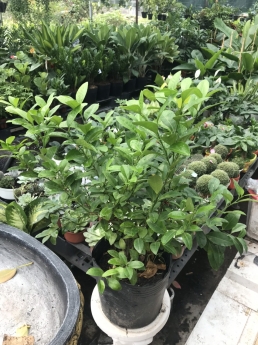 Cây chanh giấy giá rẻ tại tphcm