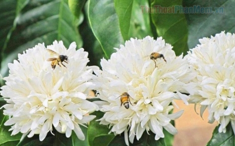 Chính chủ gửi bán mảnh đất cực đẹp cực hấp dẫn mặt tiền Nguyễn An Ninh