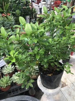 Cây chanh giấy giá rẻ tại tphcm