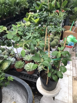 Cây táo ghép lùn giá rẻ tại tphcm