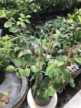 Cây táo ghép lùn giá rẻ tại tphcm