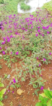 Đất mặt tiền đường Tản Đà 360m2 giá 2 tỷ