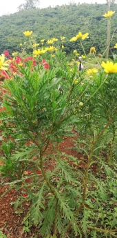 Đất mặt tiền đường Tản Đà 360m2 giá 2 tỷ