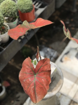 Cây môn đỏ giá rẻ
