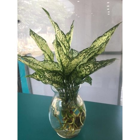 Cây ngọc ngân thủy sinh giá rẻ