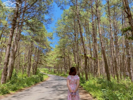 bán nhanh vài lô đất nghỉ dưỡng tại lâm hà Đà Lạt