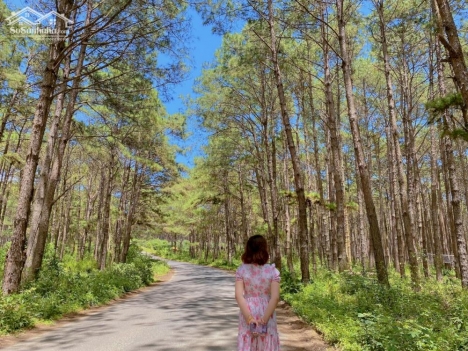 bán nhanh vài lô đất nghỉ dưỡng tại lâm hà Đà Lạt