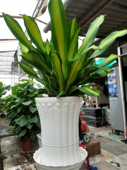Cây Phát Tài Sọc Giá Tốt Tại Vườn