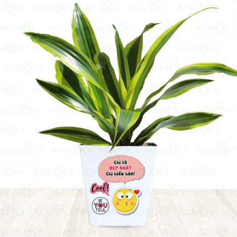 Cây Phát Tài Sọc Giá Tốt Tại Vườn