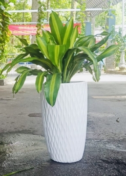 Cây Phát Tài Sọc Giá Tốt Tại Vườn