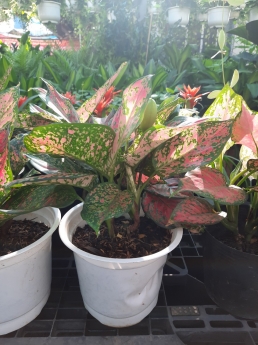 Cây vạn lộc giá rẻ