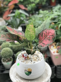Cây vạn lộc giá rẻ