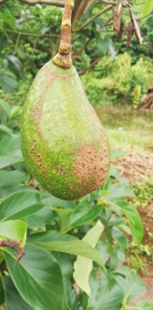 Bán Nhanh Mảnh Đất 12X30M, 100% Thổ Cư, Sổ Hồng Riêng Tại Bảo Lộc