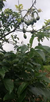 Bán Nhanh Mảnh Đất 12X30M, 100% Thổ Cư, Sổ Hồng Riêng Tại Bảo Lộc