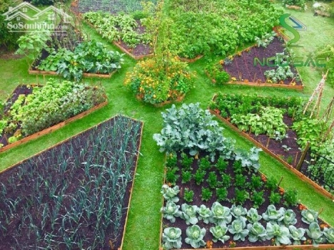 bán lô đất  hơn 500m2 chỉ 650 tr tặng hàng rào vuòn rau  xanh  cây ăn trái