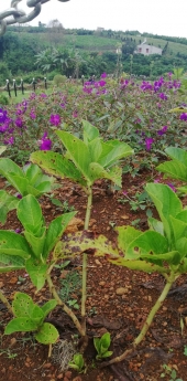 Bán Nhanh Mảnh Đất 12X30M, 100% Thổ Cư, Sổ Hồng Riêng Tại Bảo Lộc