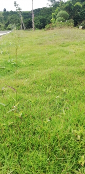 Bán Nhanh Mảnh Đất 12X30M, 100% Thổ Cư, Sổ Hồng Riêng Tại Bảo Lộc