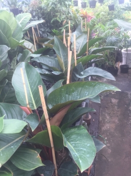 Cây trầu bà đế vương đỏ giá tốt