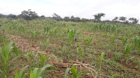 Bán Đất 5x25m, 700tr, sổ hồng riêng.