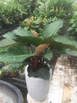 Cây trầu bà đế vương đỏ giá tốt