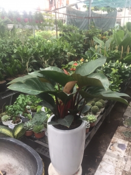 Cây trầu bà đế vương đỏ giá tốt