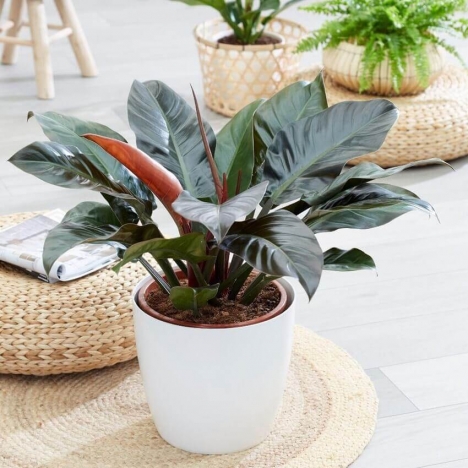 Cây trầu bà đế vương đỏ giá tốt