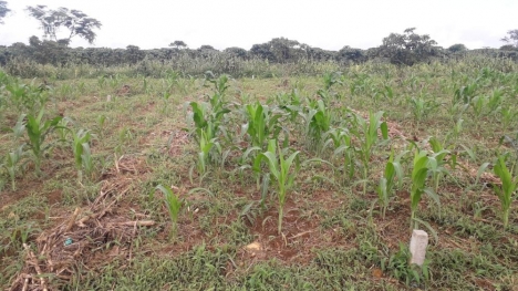 Bán Đất 5x25m, 700tr, sổ hồng riêng.