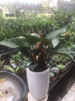 Cây trầu bà đế vương đỏ giá tốt