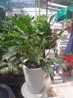Cây trầu bà thiên nga giá rẻ