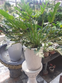 Cây trầu bà thiên nga giá rẻ