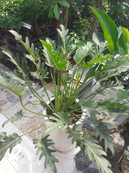 Cây trầu bà thiên nga giá rẻ