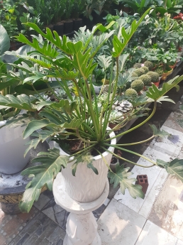 Cây trầu bà thiên nga giá rẻ