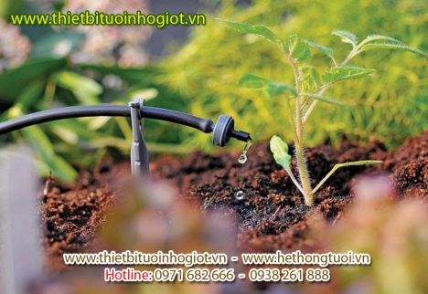 Tưới nhỏ giọt Bình Minh,hệ thống tưới nhỏ giọt Bình Minh,tưới nhỏ giọt công ty Bình Minh