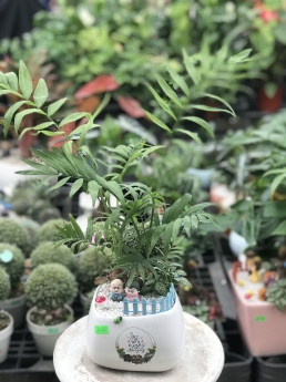 Cây cau tiểu trâm giá rẻ