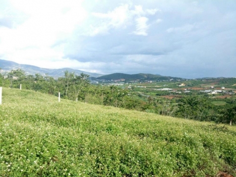 Bán ngay lô đất nghỉ dưỡng 10x50m sẵn thổ cư view đồi thị trấn Nam Ban- Lâm Hà giá 795tr