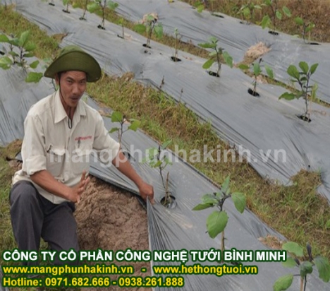 Sản xuất và cung cấp màng phủ nông nghiệp,màng phủ luống,lợi ích của màng phủ nông nghiệp
