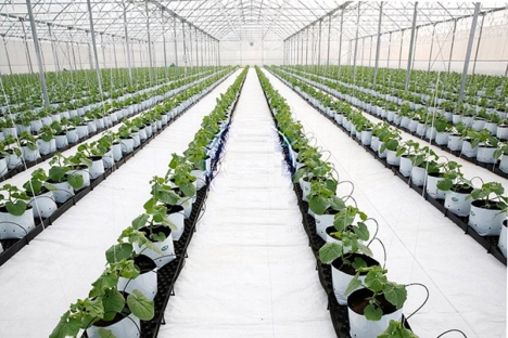 Vật tư nhà kính nhà lưới, màng phủ đất trong nhà màng