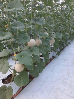 Vật tư nhà kính nhà lưới, màng phủ đất trong nhà màng