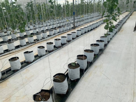 Vật tư nhà kính nhà lưới, màng phủ đất trong nhà màng