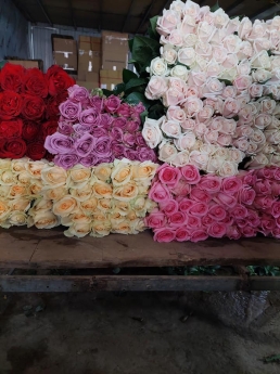 kho lạnh bảo quản hoa tươi