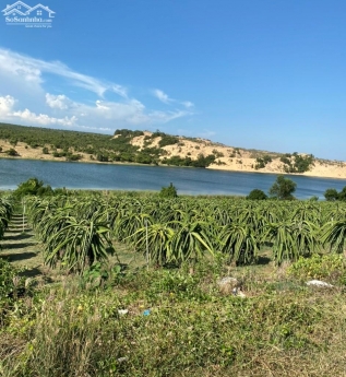 Chỉ 1,5 tỷ có 10,000m2 đất vườn bình thuận cách đường nhựa ĐT 716 ra biển hoà thắng 350m bao sang sổ