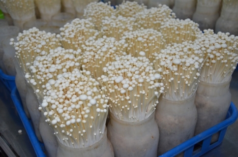 Lắp đặt kho lạnh bảo quản nấm kim châm