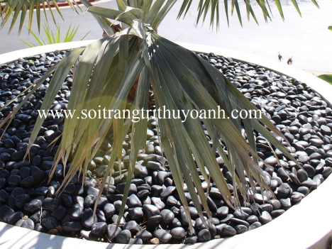 Sỏi đen bóng rải hồ bơi, phòng tắm
