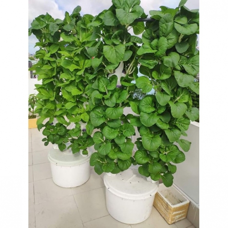 Thủy canh trụ đứng trồng rau