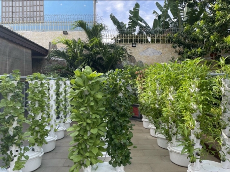 Dịch Vụ Trồng Rau Thủy Canh Tại Nhà