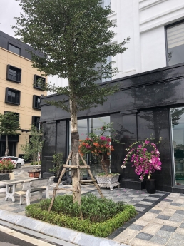 Apec Diamond Park - Shophouse đa kết nối