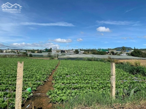 Hàng HOT - HIẾM tại Thị Trấn Thạnh Mỹ 125m2, sẳn sổ hồng và sẵn thổ cư.