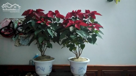 Cho thuê nhà nguyên căn 2 tầng