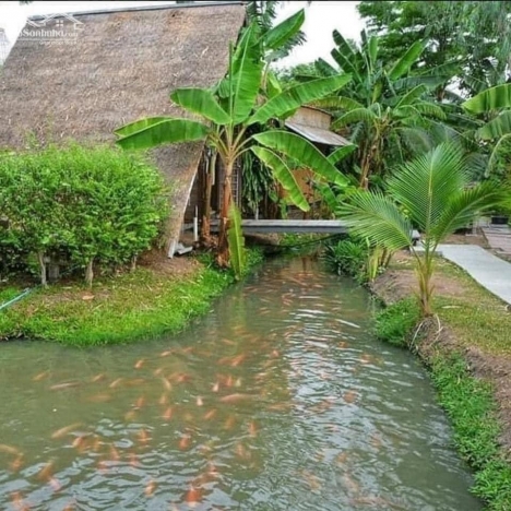 Bán Vườn Trái Cây Giá Rẻ Nhất Khu Vực
