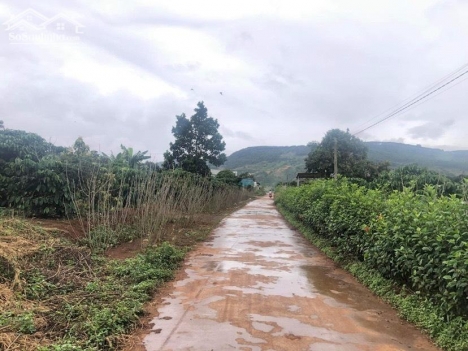 Bán đất giá ngộp 1336m2 sẵn thổ cư tại Lâm Hà ( Đất giá rẻ)